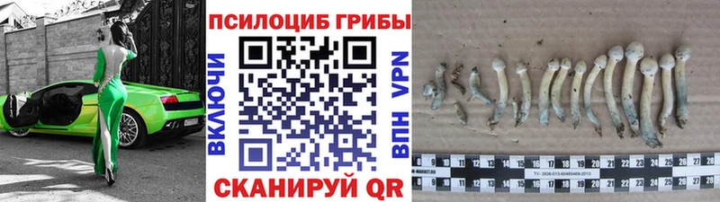 где купить наркотик  Тула  blacksprut tor  Псилоцибиновые грибы Magic Shrooms 